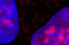 Magnified image of cells visualized with ATAC-seq, with cells lit up in blue, pink, and purple on dark background.