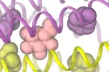 Screenshot from simulation graphically depicting cellular transport.