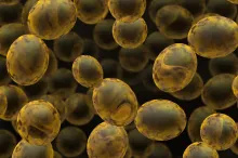 Graphic image of yeast cells.