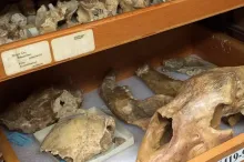 Photo of animal fossils, including skull and other small pieces of bone, laid in drawers.