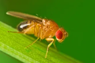 Photo of a fruit fly on a leaf.