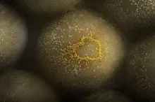Minuscule gold nanoparticles glom onto and help identify tumor cells.
