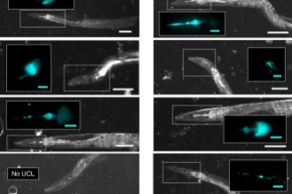 Figure from the paper depicting several worms on left side with various parts of their cellular makeup glowing neon blue, and worms on the right depicted only in black and white.