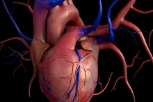 Graphic image of human heart.