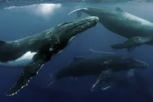 Three humpback whales swimming just under the surface of the water.