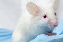 Photo of mouse in gloved hands.