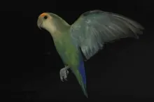 High-speed video reveals how lovebirds keep a clear line of sight during acrobatic flight.