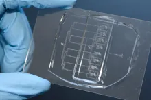 Photo of a researcher wearing blue glove holding up the microfluidic guilltone, which is smaller than a credit card and transparent, with numerous tiny channels.