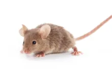 Photo of mouse.