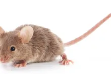 Photo of a small brown mouse on a white background.