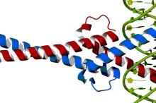 Graphic depiction of myc protein.
