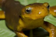 Photo of a newt.