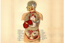 Image of human body organs by William Creswell