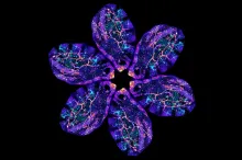 Image of 5 scans from Bellymount, each "petal"-shaped, arranged into a flower. Scans show organs, vessels, and other features, brightly colorized.