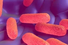 Graphic image showing pink salmonella bacteria against purple background.