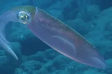 Screenshot of squid in water.