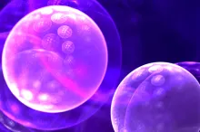Graphic illustration of cells in purple with tiny chromosomes showing.