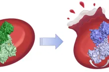 Graphic illustration showing a protein in green on the left, in one conformation, with a regular red blood cell behind it; and showing the same protein in a different conformation on the right in purple, with the blood cell behind it rupturing.