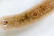 Photo of a planarian flatworm showing characteristic spade-shaped head and brown body.