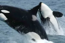 Photo of orca whales.