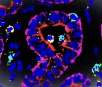 Image of cells in a shape of a loop with different colors.