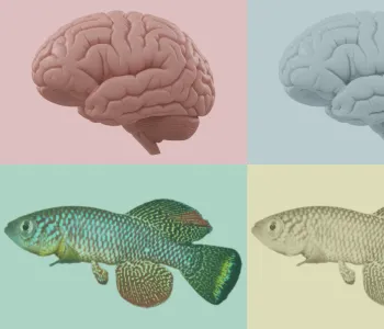 Graphic collage of brains and fish.