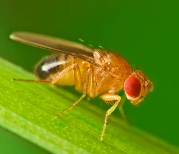 Photo of a fruit fly on a leaf.