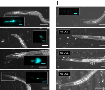 Figure from the paper depicting several worms on left side with various parts of their cellular makeup glowing neon blue, and worms on the right depicted only in black and white.