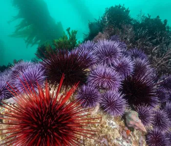 Photo taken underwater of several sea urchins in different shades of purple and red sittign on a sea formation, with kelp in the background.