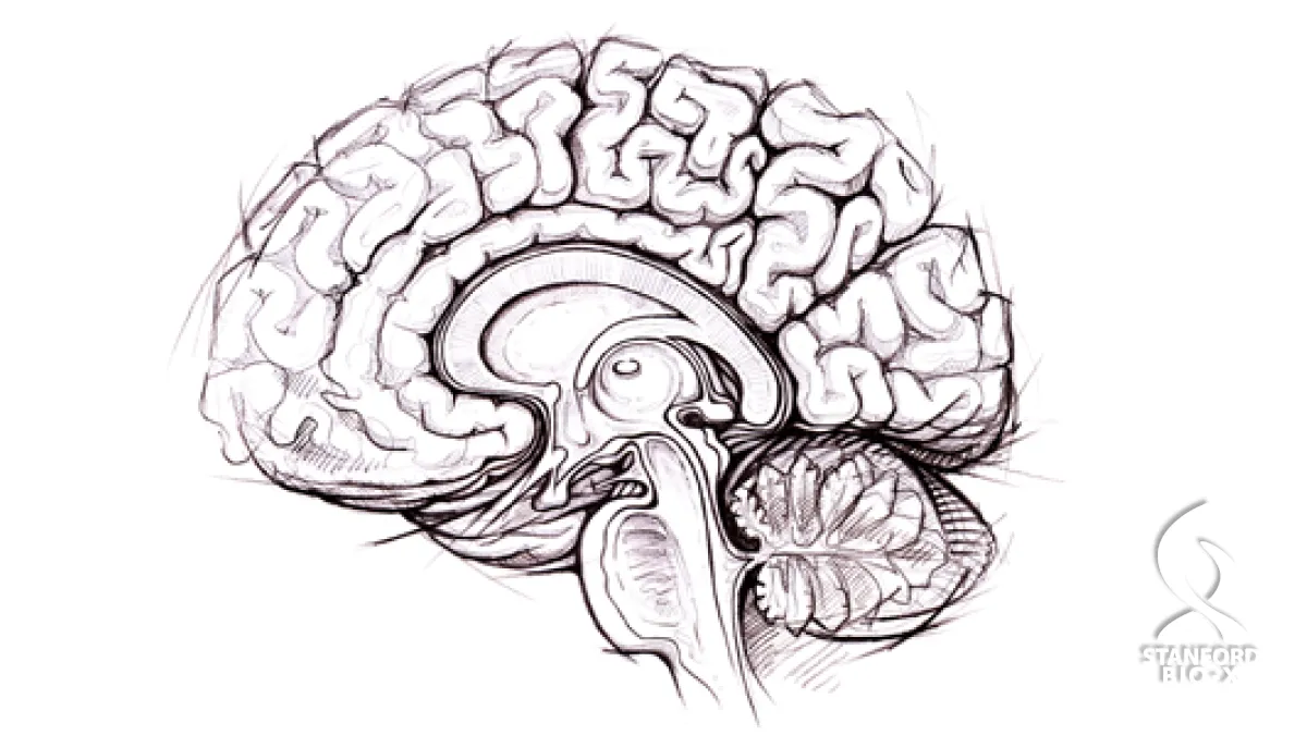 Hand Drawn Sketch of Human Brain Stock Illustration  Illustration of  gyrus curves 44105242