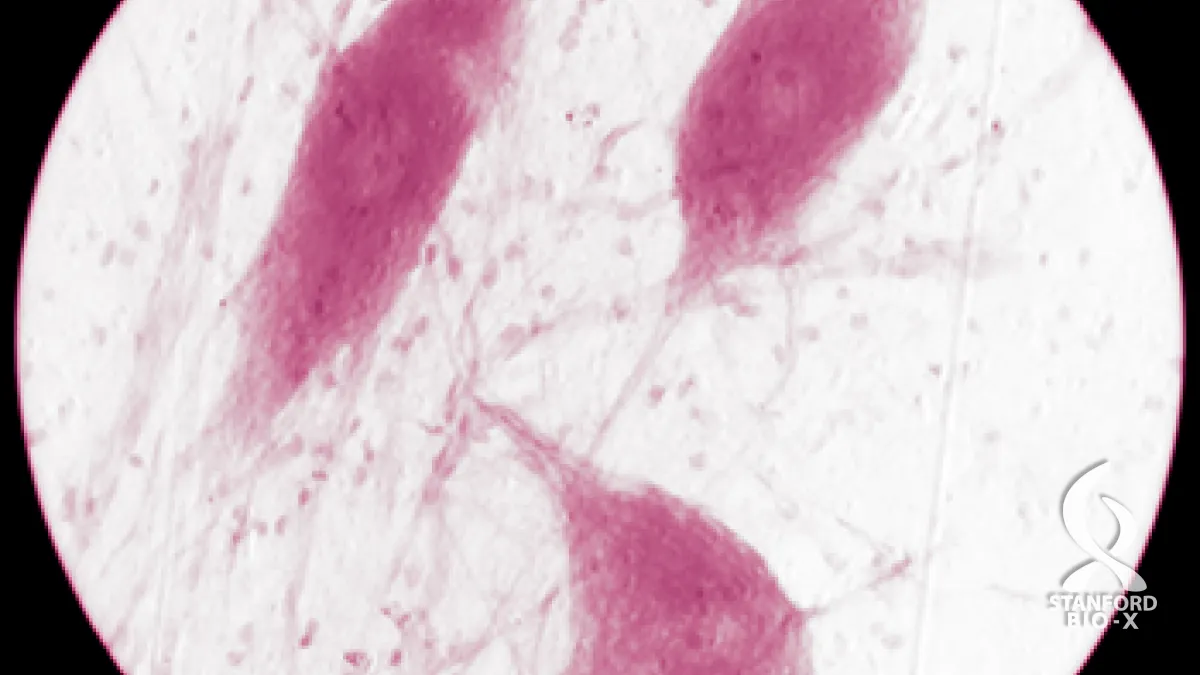 Pollarding Cell An Integrated Approach to Modeling Planar Cell Polarity | Welcome to Bio-X