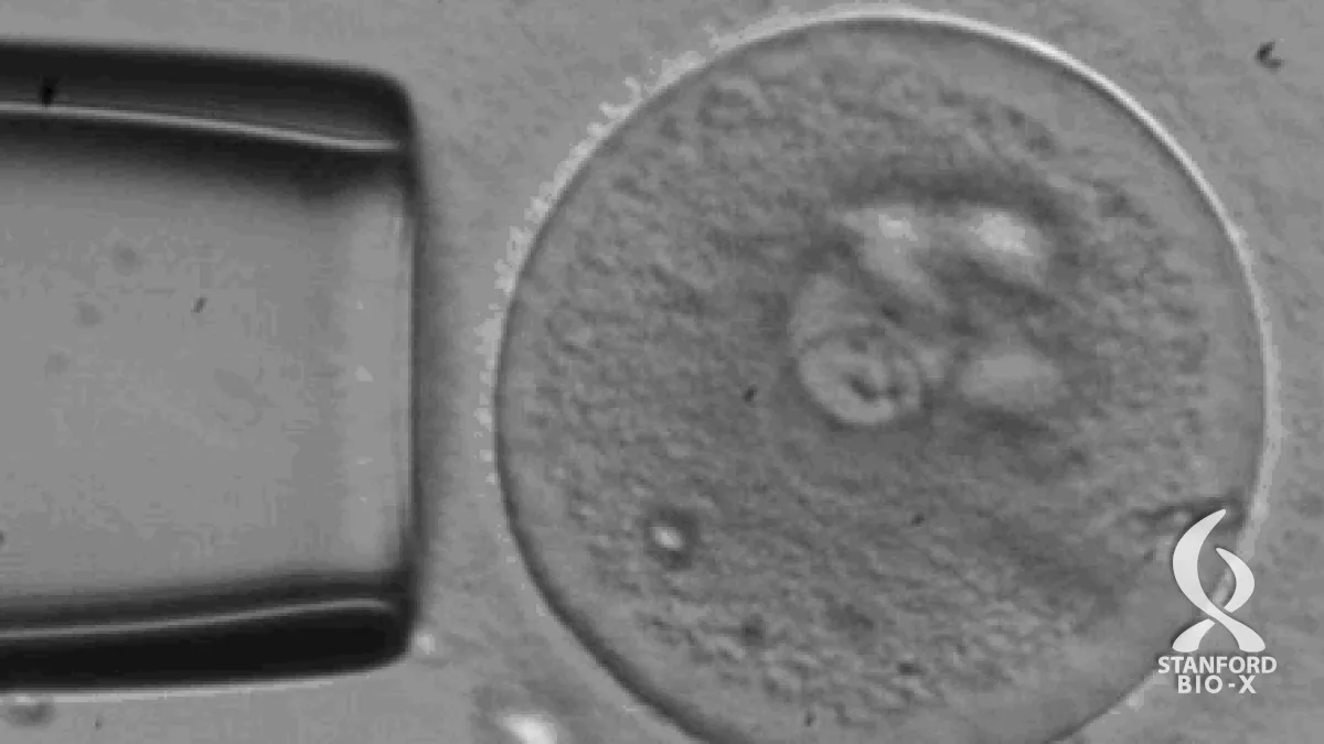 embryo_banner.webp?orig=png