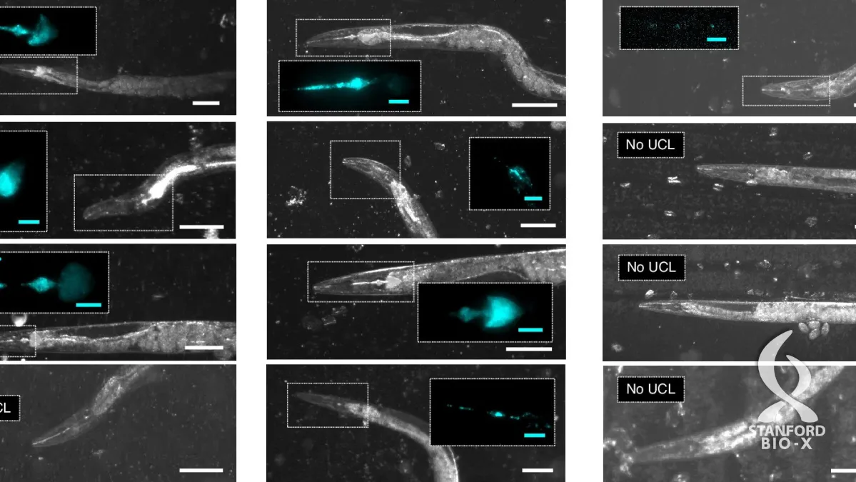 Nanoparticle technique gauges bite force in tiny C. elegans worms ...