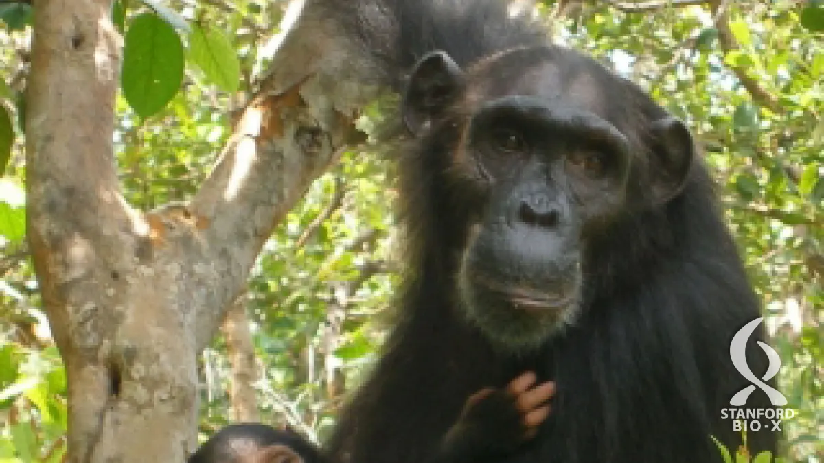 Wild chimps teach scientists about gene that encodes HIV-fighting