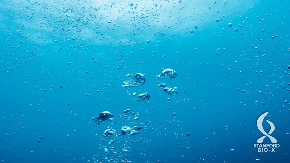 Protecting Coral Reefs with Bubbles  Stanford Doerr School of  Sustainability