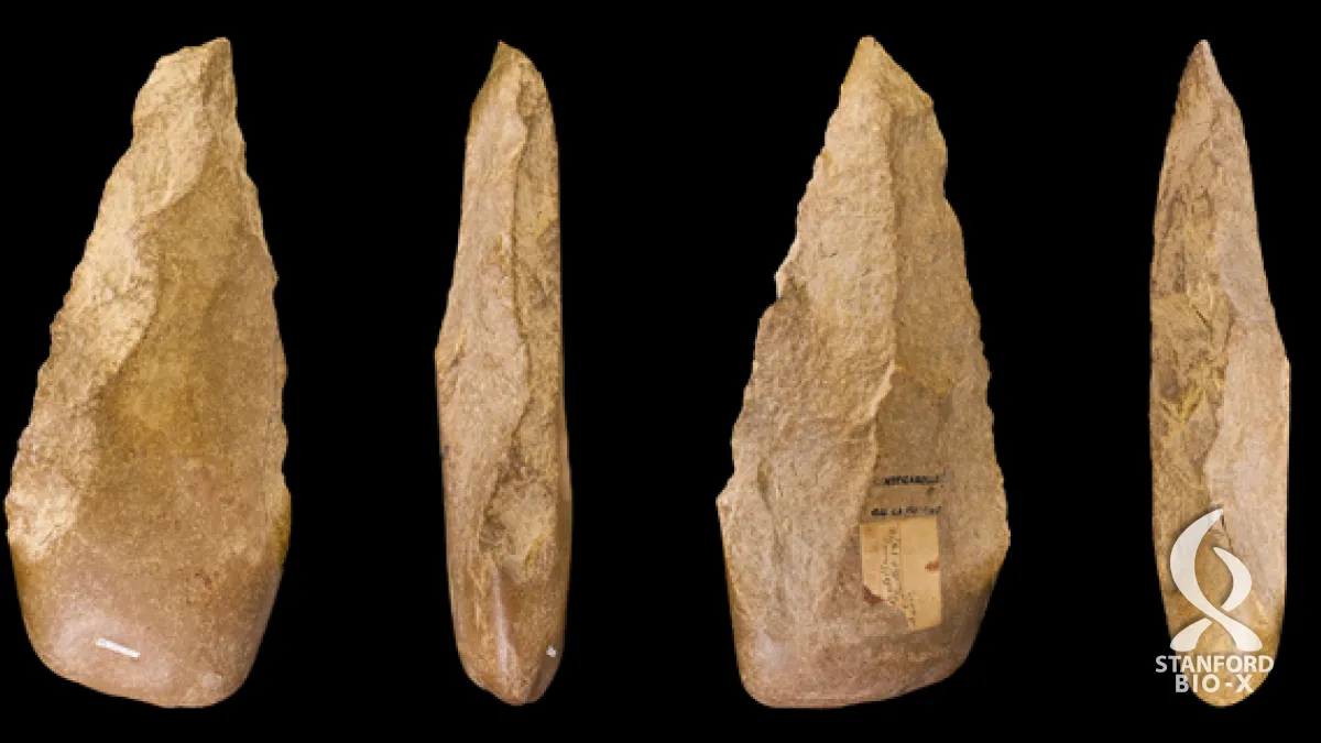 Biologists trace how human innovation impacts tool evolution
