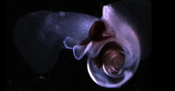 Photo of pelagic pteropod.