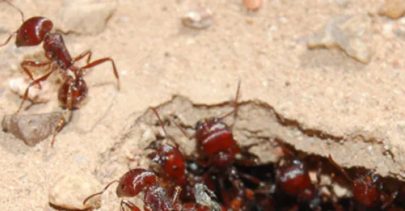 Photo of ants.