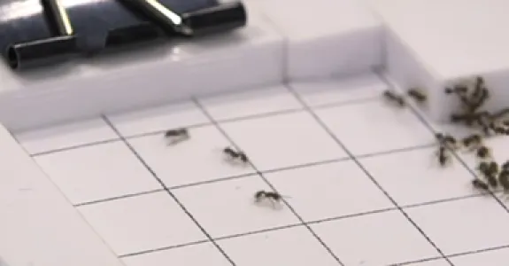Screenshot of ants exploring.