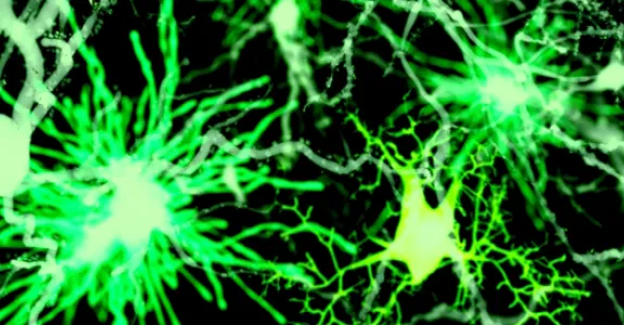 Illustration of astrocyte cells in the brain with long tendrils, shown in bright green against a black background.