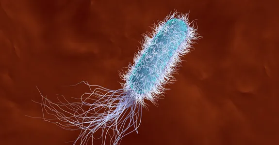 Graphic image of a rod-shaped virus with cilia, in blue on a brown background.
