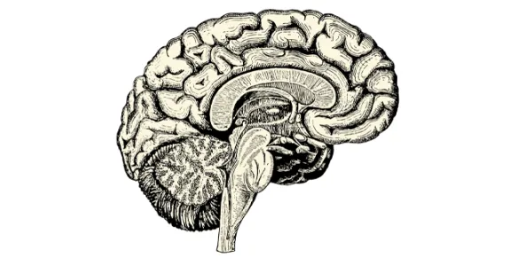 Graphic image of brain.