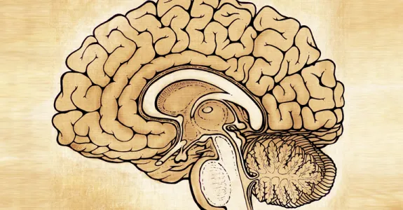 Artistic sketch-style version of a diagram of a brain.
