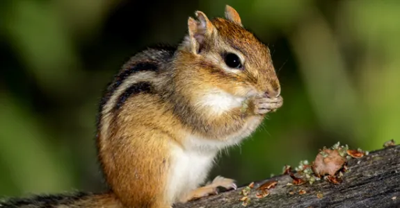 Photo of a chipmunk eating.