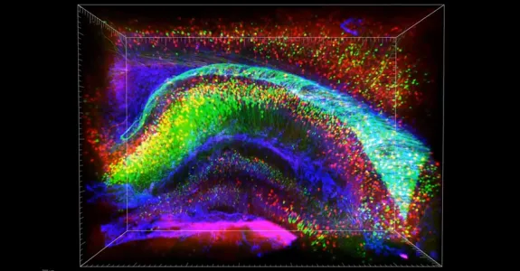Screenshot from a fly-through video of a rodent brain, courtesy of the Deisseroth lab.