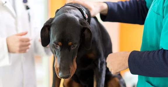 Photo of dog with veterinarians.