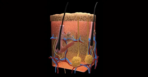 Image showing a cross-section of skin with vessels and hair follicles, showing dye moving through.