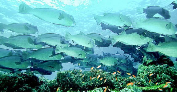 Photo of parrotfish in the Pacific Ocean.