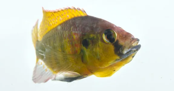 Photo of a cichlid fish.