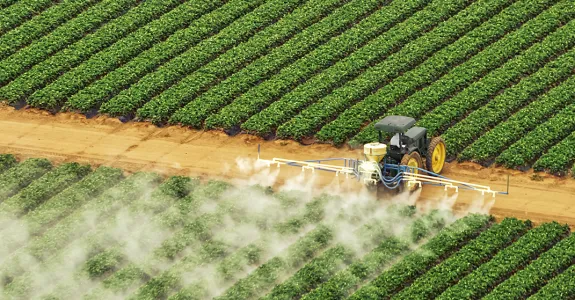 Photo of a large industrial machine between two sections of many rows of bright green crops, spraying the ones closest to it with a white mist.